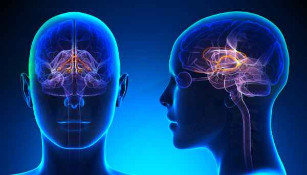 brain3.jpg