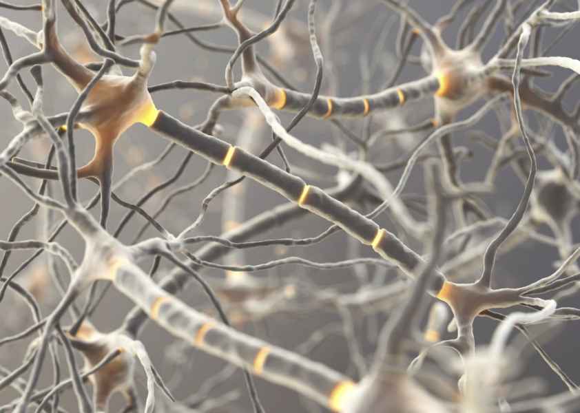 Embryonic stem cells cure mice with multiple sclerosis