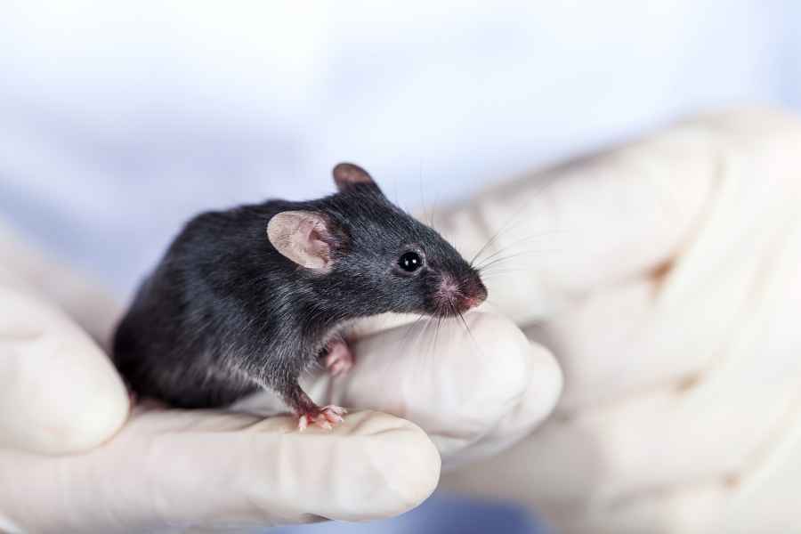 Stem cells treat mice brain disease