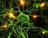 Motor-Neurons.jpg