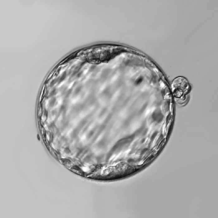 Stemaid™ : Pluripotent Stem Cells